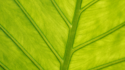 macro shot of a bright green leaf with an unusual structure. clutches of plants. Natural texture, botany. green natural background