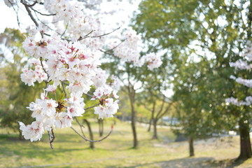 桜の公園