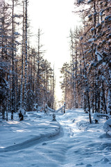 Irkutsk region. Wintering in the Siberian taiga. Clearing in the winter forest, track from a snowmobile
