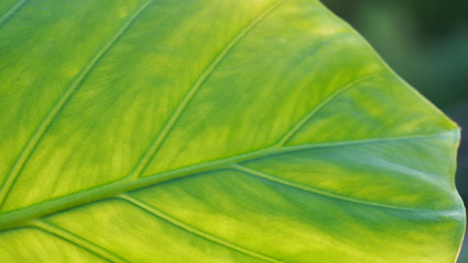 Bright green leaf, in the light of the sun, natural medicines. natural cosmetics health