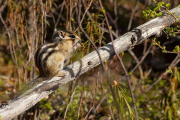 Irkutsk region. Siberian chipmunk. wild nature. Early spring, the chipmunks woke up looking for...