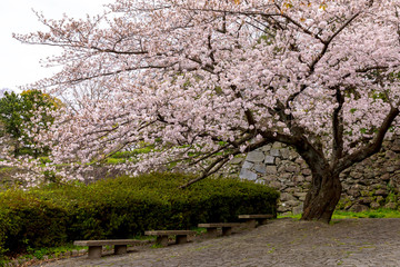 舞鶴公園の桜