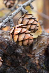 Young milk cedar cones. Lively young, cones in early spring on branches in the Siberian forest