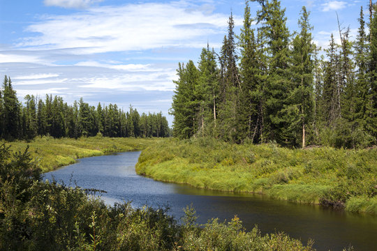  Nature blooms in spring. Chona river in the north of the Irkutsk region. 
And in the depths of the Siberian tagi, among the dense forest on the river bank