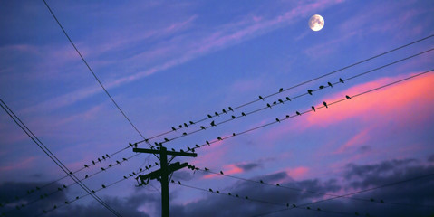 Sunset Perch - Silhouetted birds perched on transmission lines with sunset sky & moon as a background - Powered by Adobe