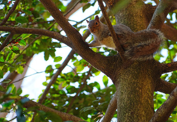 Furry Eastern gray squirrel (sciurus carolinensis) on a tree in New Jersey