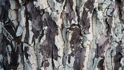 Texture of cracked lichen tree bark. multi-colored old bark in a light lichen. Garden trees