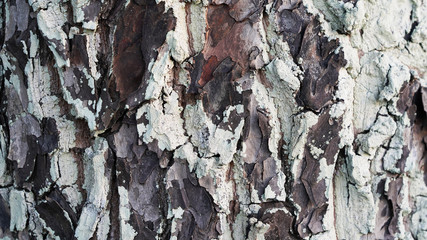 Texture of cracked lichen tree bark. multi-colored old bark in a light lichen. Garden trees