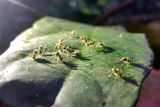 Insects photographed in Burarama, in Espirito Santo. Southeast of Brazil. Atlantic Forest Biome. Picture made in 2018.