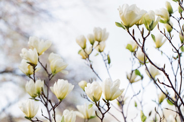 A close up of a magnolia tree blooming in a park - obrazy, fototapety, plakaty