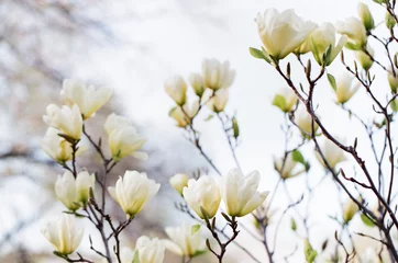 Foto op Plexiglas A close up of a magnolia tree blooming in a park © tisaeff