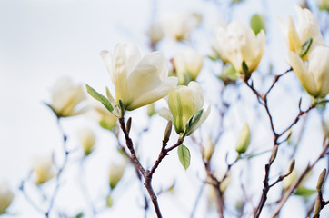 Beautiful branches of a magnolia tree  in a full bloom