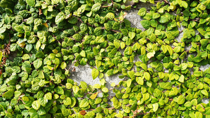wall overgrown with green ivy. texture of bright ivy leaves on concrete grey wall. harmony nature and human   