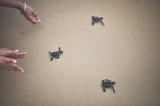 Cropped Image Of Hands Releasing Hatchlings At Beach