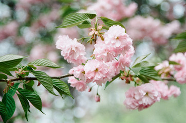 A close up of a cherry tree blooming