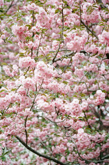 A cherry tree in full bloom