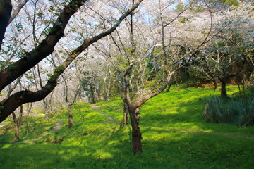Fototapeta na wymiar 桜と春と青春と輝く絶景 