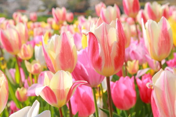 日本庭園のカラフルなチューリップ