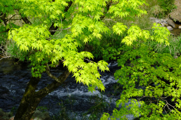 初夏のカエデの木と流れる川