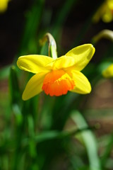 Fototapeta na wymiar Yellow and orange narcissus daffodil flowers growing in the garden