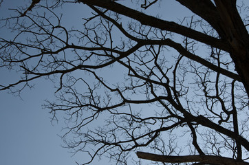 Beautiful black bared branches on blue sky background