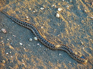 Snake on the sand during sunset. Steppe viper (Vipera ursinii). Crimean peninsula.