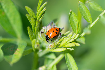 close-up of ladybug on a snapdragon