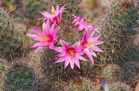 Beautiful pink flowers of Mammillaria Beneckei cactus