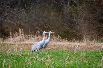 Sandhill Cranes in natural environment in Hiwasee wildlife refuge in Birchwood Tennessee.