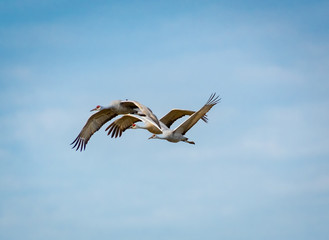 Sandhill Cranes flying above Hiwassee wildlife refuge in Birchwood Tennessee.