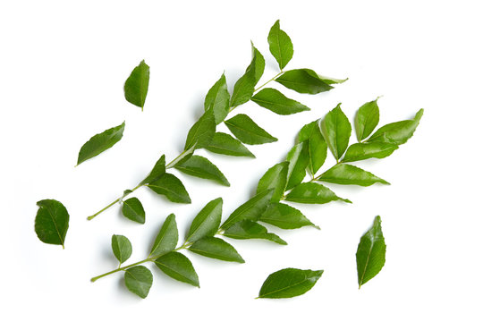 Curry leaves isolated on white background.
