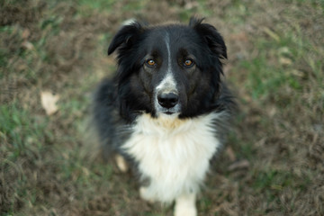 border collie dog