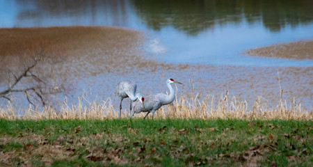Sandhill cranes foraging in the grass at Hiwassee wildlife refuge in Birchwood Tennessee.