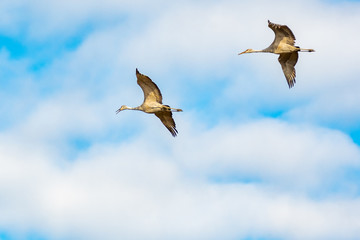 Sandhill Cranes flying above farmland in Hiwasee Wildlife Sanctuary in Birchwood Tennessee.