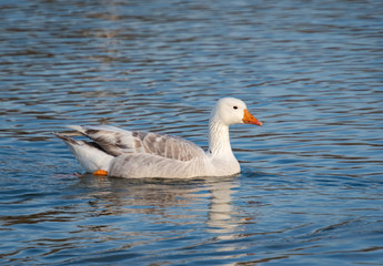 Fototapeta premium Greylag Goose swimming on Garden Lake in Rome Georgia.