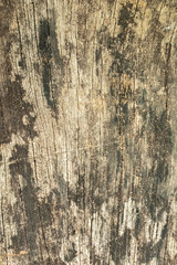 Wood texture background,old tree trunk with cracks