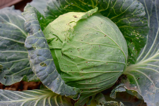 Close up of organic cabbage in garden