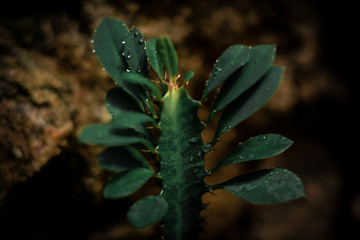 Plantas,caquito,br,espirito santo,verde,natureza