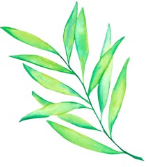 Isolated leaf in watercolor