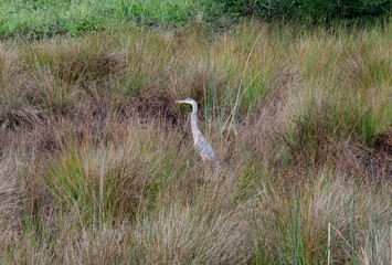 Grey Heron standing in a marsh