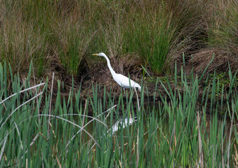 White Heron with reflection in the water
