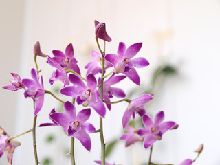 Pink flowers of dendrobium kingianum orchid