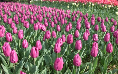 春のチューリップ