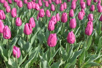 春のチューリップ