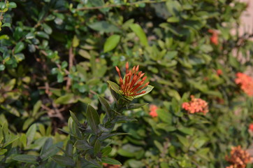 red and yellow flower