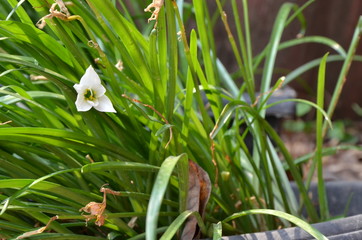snowdrops in the forest