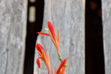 bird of paradise