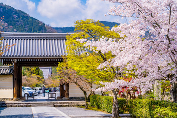 京都の春の風景 桜と寺 日本