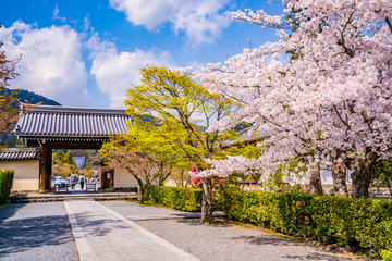 京都の春の風景 桜と寺 日本