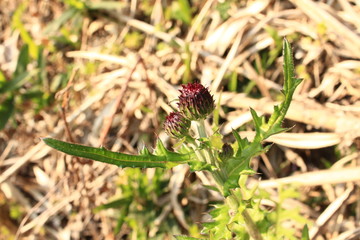 野生のアザミの蕾